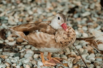 aix, animal, animals, background, beautiful, beauty, bird, birdwatching, bright, brown, burds, color, colorful, cute, detail, duck, ducks, farm, fauna, feather, female, fowl, gold, green, light, love,