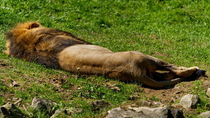 Lion sleep on the field