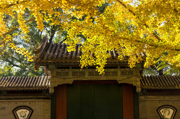 Fototapeta premium autumn in beijing China