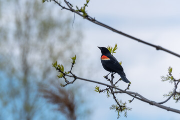 A Red-winged Blackbird Perched On A Tree Branch In May