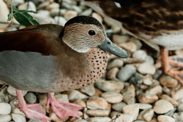 Portrait of single male, colorful mandarin duck. Detail of bird with dots in front of body, at the...