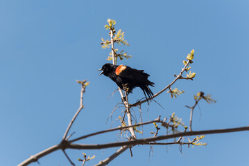 A Red-winged Blackbird Perched On A Tree Branch In May