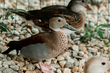 Portait of brown colour mandarin duck, looking to camera, one feet on the photo, water drops on...