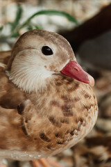 Portait of brown colour mandarin duck, looking to camera, one feet on the photo, water drops on body, on the stone, colorful picture