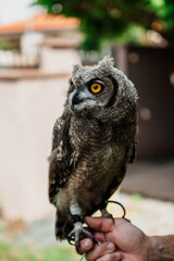 portrait of the African owl, Spotted Eagle-Owl - Bubo africanus also called African spotted...