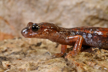Italian cave salamander // Italienischer Höhlensalamander (Speleomantes italicus)