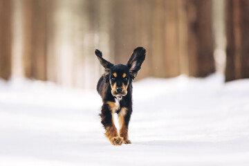 English cocker spaniel puppy running at the snow forest