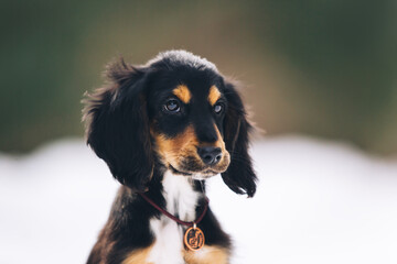 English cocker spaniel puppy at the snow forest