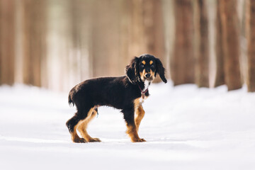 English cocker spaniel puppy portrait at the snow forest