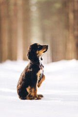 English cocker spaniel puppy portrait at the snow forest