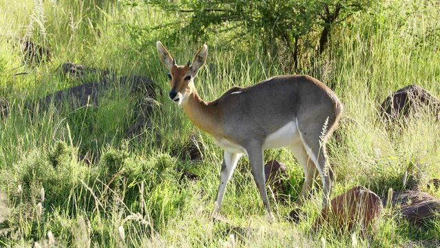 A grey rhebuck (Pelea capreolus) feeding in natural habitat, Mokala National Park, South Africa