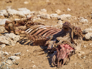 Carcass of a dead antelope lying on the dry desert ground