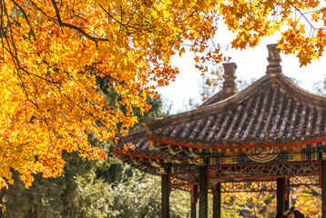 Fototapeta premium autumn in beijing China