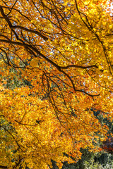 autumn in beijing China