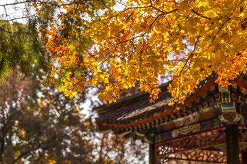 autumn in beijing China