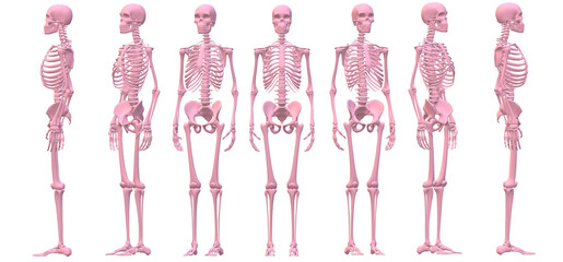 anatomy of the body