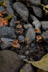 mushrooms on the ground