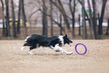 Border collie chasing dog puller in the park