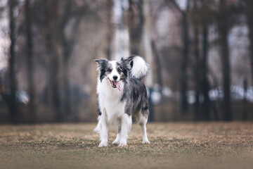 border collie playing in the park