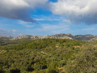 Fototapeta na wymiar Magnificent provencal landscape with a forest, an olive grove and mountains topped by blue sky and clouds in the Alpilles in Provence in France 
