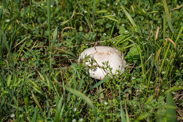 champignon in the grass.mushrooms. mushrooming. picking mushrooms in the meadow.