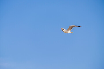 Fototapeta na wymiar A lonely seagull flies over the blue sky. Seagull hunting fish over the sea.