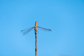 The dragonfly inn looking for food.