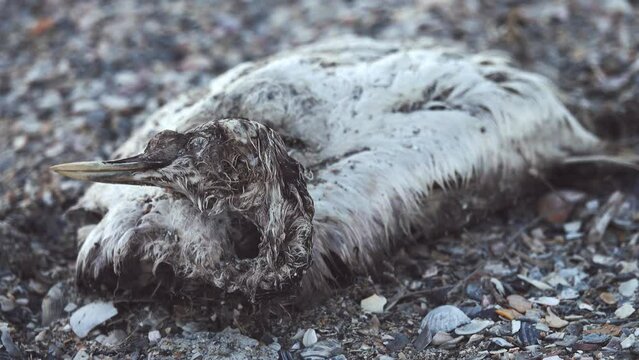 The corpse of a bird on the shore of the lake is covered with sand, grebe