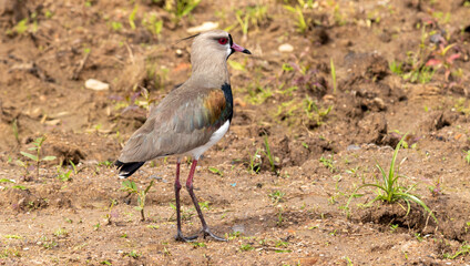A Southern lapwing found on Porto Alegre, Rio Grande do Sul, Brazil.