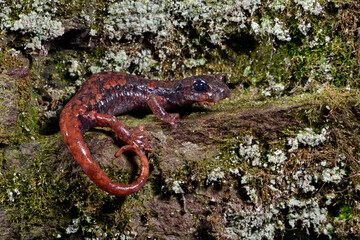 Italian cave salamander // Italienischer Höhlensalamander (Speleomantes italicus)