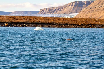 BNarwhal and iceberg in Croker Bay, Devon Island, Nunavut, Canada