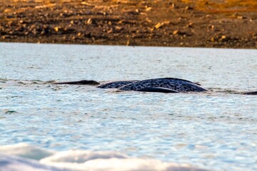 Narwhal in Croker Bay, Devon Island, Nunavut, Canada © karenfoleyphoto