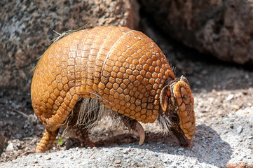 armadillo 