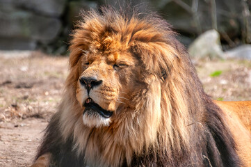 portrait of a lion