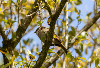 Photograph of a beautiful Passer, found in Porto Alegre in Rio Grande do Sul, Brazil.	