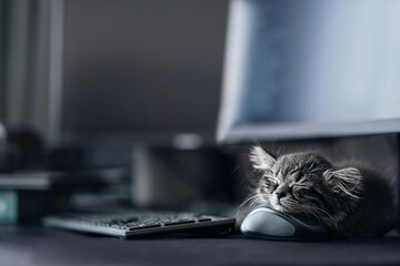 Lazy little kitten lying on a table at the workplace near computer mouse. Online work at home. cat lying next to computer and looks bored with soften and selective focus