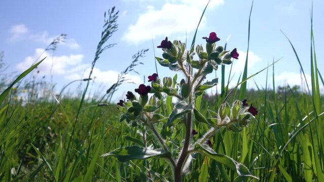 Xeropolum, steppe community. Graminaceous plants (Gramineae) and Monkswort (Nonea pulla) borage family (Boraginaceae) on a long-term field wasteland in the steppe. Crimea, Kerch Peninsula