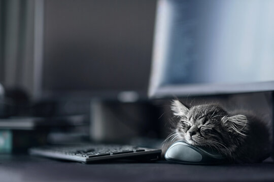 Lazy little kitten lying on a table at the workplace near computer mouse. Online work at home. cat lying next to computer and looks bored with soften and selective focus