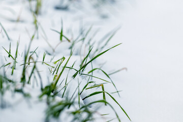The green grass is covered with snow, the first snow at the beginning of winter