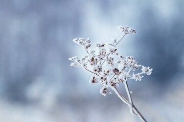 A dry branch of a plant covered with frost in winter on a blurred background