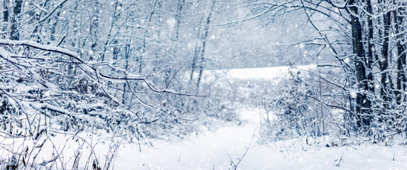 Forest in winter during snowfall. Snow covered tree branches in winter forest during snowfall