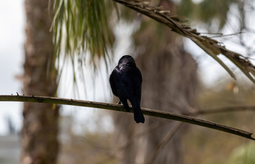 Photograph of a beautiful Chopi blackbird, found in Porto Alegre in Rio Grande do Sul, Brazil.