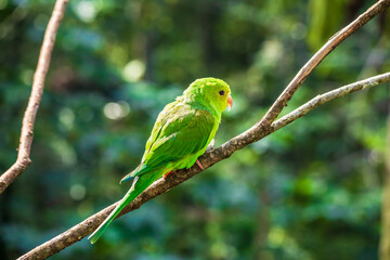 Parakeet bird in the bird park