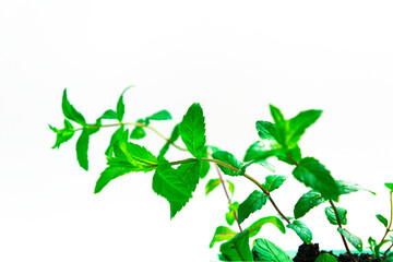 Young green leaves on mint sprouts close-up. Growing spices. White background. Selective focus.