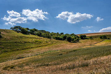 Clump of trees in the fields on the South Downs on a summer afternoon, East Sussex, England
