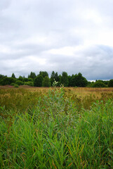 Summer landscape. An overgrown field. Voluminous shrubs. Grass in the foreground. Cloudy. Natural landscape. The expanses of Russia