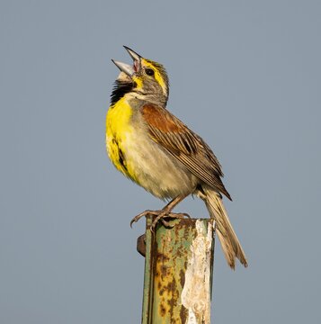 Vertical closeup of a cirl bunting (Emberiza cirlus) standing on a wooden pole