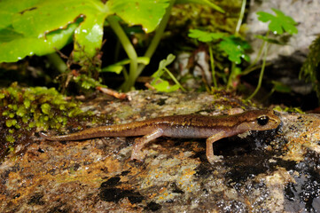 Brown cave salamander // Genés Höhlensalamander (Atylodes genei, Speleomantes genei - Type A) -...