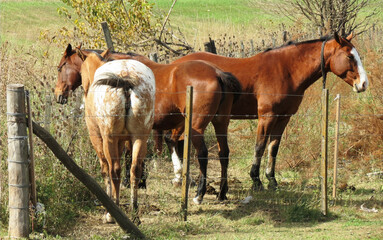 Caballos pampeaños.