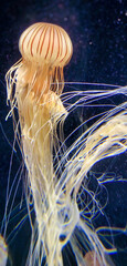 jellyfish in an aquarium